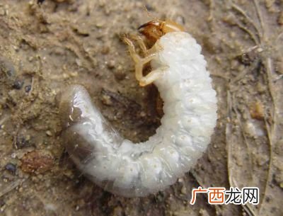 红虫是什么的幼虫,红虫是蛆吗？