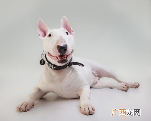牛头梗为什么禁养,中国哪些城市禁养牛头梗？
