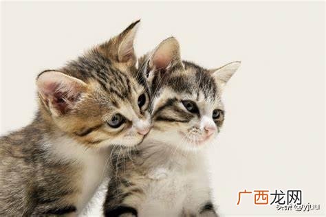 猫咪掉毛怎么解决,猫掉毛怎么办？