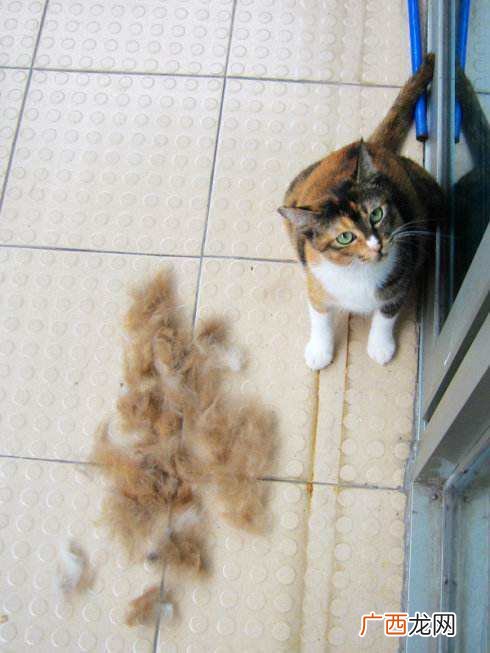 猫咪掉毛怎么解决,猫掉毛怎么办？
