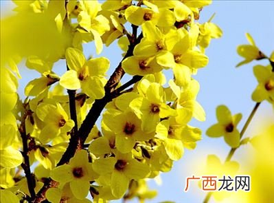 连翘是什么连翘花长什么样,连翘有几个雄蕊？