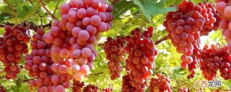 无核葡萄关键指没有葡萄籽的葡萄 没有籽的葡萄可以吃吗