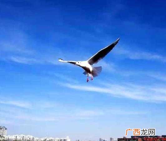 不远万里,汉语成语,拼音是b yuǎn wn l,出自《孟子 不远万里是什么意思
