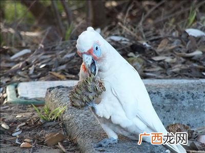 鹦鹉拉稀怎么治疗,鹦鹉拉稀吃什么药？
