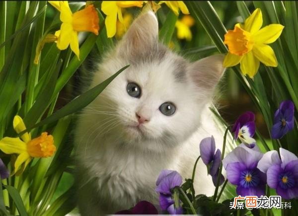 猫一直蹭人是为什么,猫咪为什么总是喜欢蹭人呢?