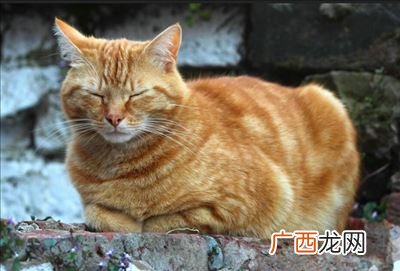 猫一直蹭人是为什么,猫咪为什么总是喜欢蹭人呢?