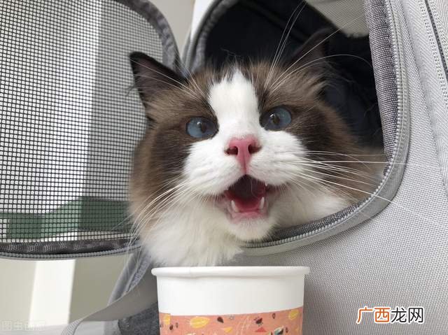 猫咪乱尿怎么办,小母猫到处尿怎么回事？