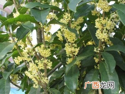 新鲜桂花怎么处理,鲜桂花怎么处理成干桂花？