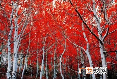 fall是秋天的意思吗,autumn和fall的区别只是读法不一样吗？