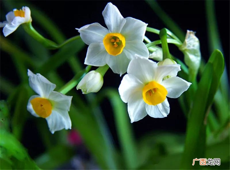 水仙花长什么样,水仙花的别称是什么?