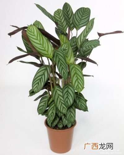 飞羽竹芋特征,飞羽植物长什么样？