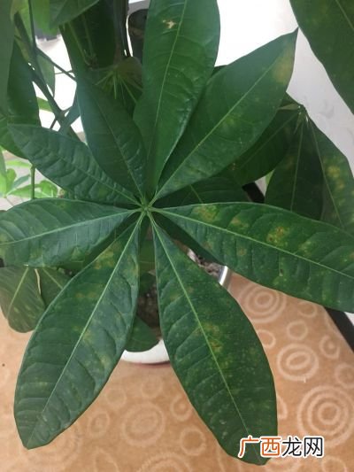 叶子发黄是什么原因,不同季节叶子变黄的原因？