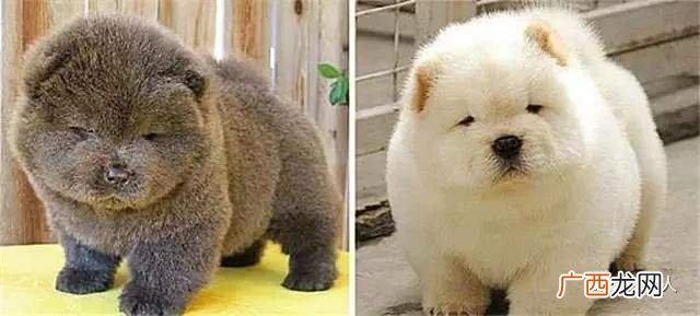 狗能吃猪肝吗,狗狗到底可不可以吃动物肝脏？
