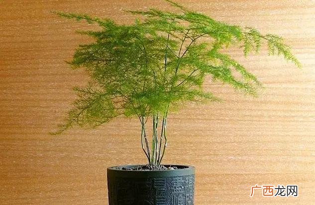 往花里浇啤酒好么,什么花可以浇啤酒厂？