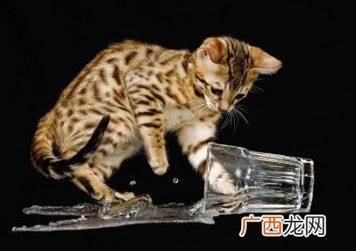 猫为什么怕水,狸猫怕水吗？