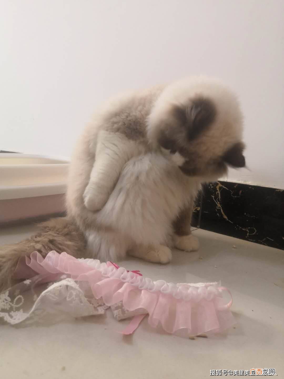 猫咪可以吃生肉吗,猫咪几个月能吃生肉？