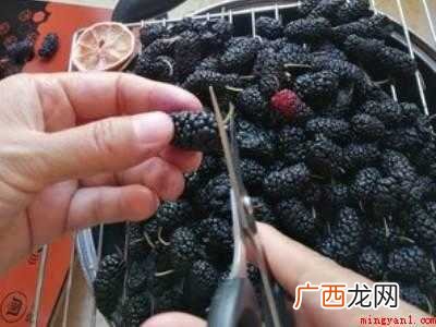 家里如何自制桑葚干
