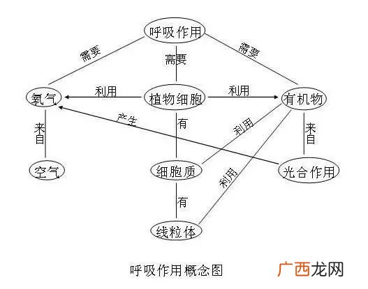 呼吸作用的过程及作用,异化作用与呼吸作用有什么区别，具体点？