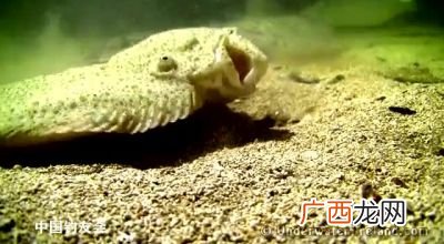 多宝鱼怎么养殖,多宝鱼的养殖点？