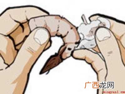 活虾怎么剥出虾仁来
