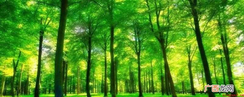 森林在调节气候,净化空气、维护生态平衡等方面起着重要作用 森林在什么方面起重要作用