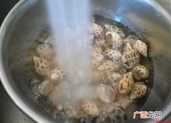 白灼花螺的做法 白灼花螺冷水还是热水煮