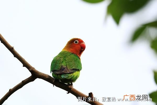 鹦鹉什么时候下蛋,鹦鹉晚上下蛋吗?