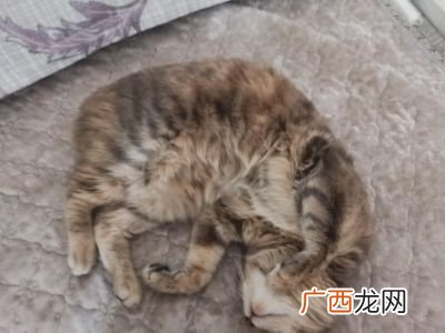 母猫多大做绝育,母猫最小多大可以做绝育？
