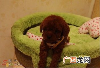 狗能吃葡萄吗,狗狗吃了葡萄会怎么样？