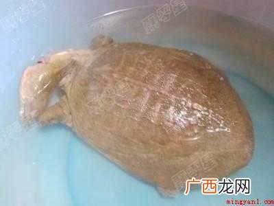 甲鱼汤怎么做好喝