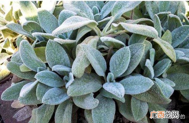 夏天适合种什么植物,夏天有什么植物在生长？