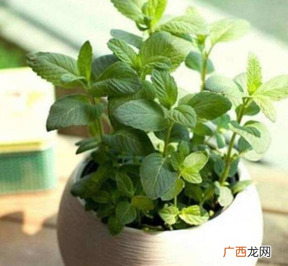 夏天适合种什么植物,夏天有什么植物在生长？