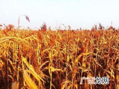 高粱是什么颜色的,高粱是什么颜色的？谷穗呢？