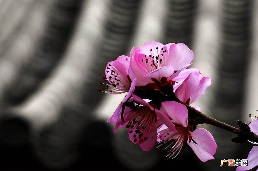 桃花运什么意思,桃花来了是什么意思？