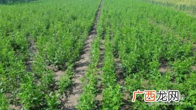 种植什么药材最赚钱,南方种植什么药材最赚钱？
