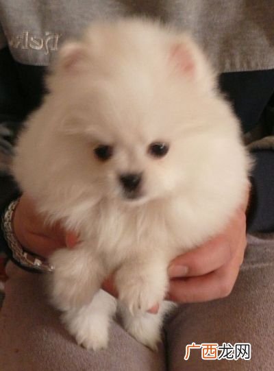 博美狗长什么样,博美犬到底可以长多大？