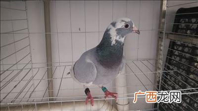 雌是公还是母啊,公的母的是形容人的吗？