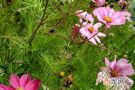 格桑花种子怎么种,掐断格桑花怎么种？