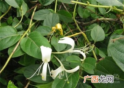忍冬花的花语是什么,蓝果忍冬的花语？
