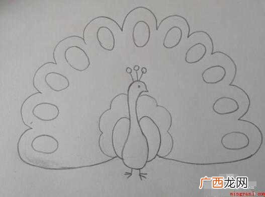 孔雀简笔画怎么画【图】 孔雀简笔画怎么画