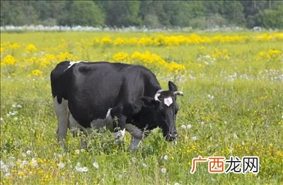 牛不发情怎么办,如何诊断和治疗奶牛的排卵延迟及不排卵？