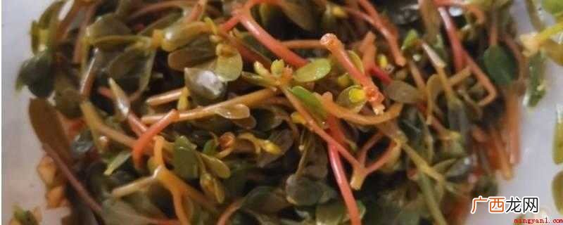 麻子菜,一年生草本,全株无毛 麻子菜做法