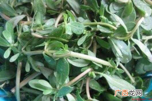 麻子菜,一年生草本,全株无毛 麻子菜做法