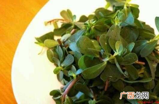 麻子菜,一年生草本,全株无毛 麻子菜做法
