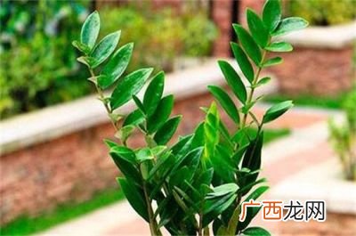 金钱树怎么养才茂盛,金钱树发芽规律？