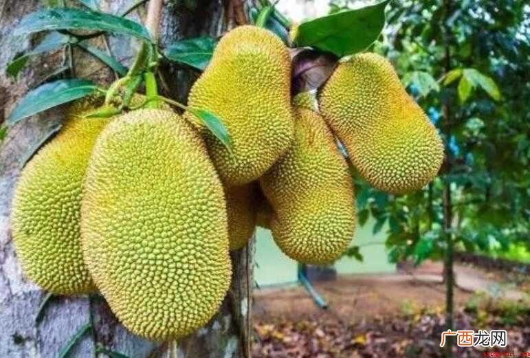 简笔画菠萝蜜怎么画