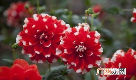 什么花寓意好,寓意好的花名字大全？