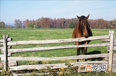 马能活多少年,马九斤活了多少岁?