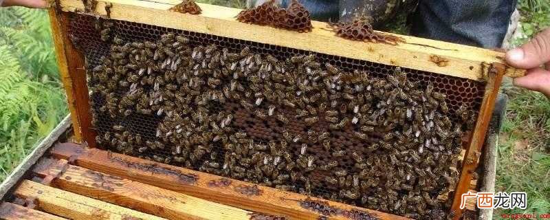 十框标准蜂箱为意蜂标准 国宝蜂箱尺寸
