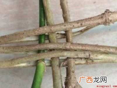 鸡蛋窝怎么做